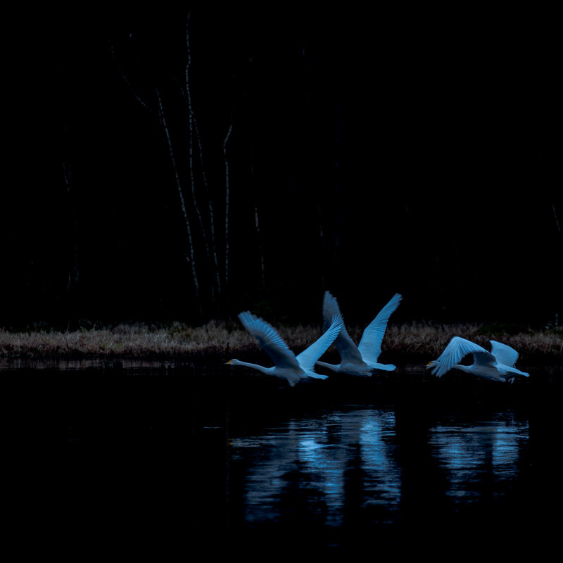 Svanesj&oslash;en | Veggbilder | Fotokunst til salgs | Kunstfoto | Kunst | Foto | Bilde