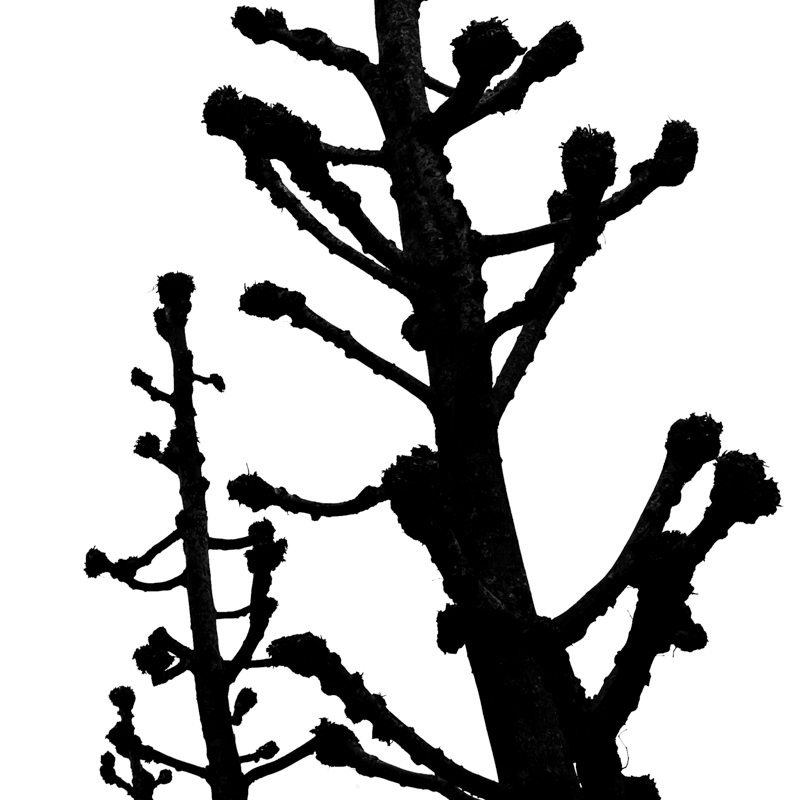 Klare for v&aring;ren | Veggbilder | Fotokunst til salgs | Kunstfoto | Kunst | Foto | Bilde