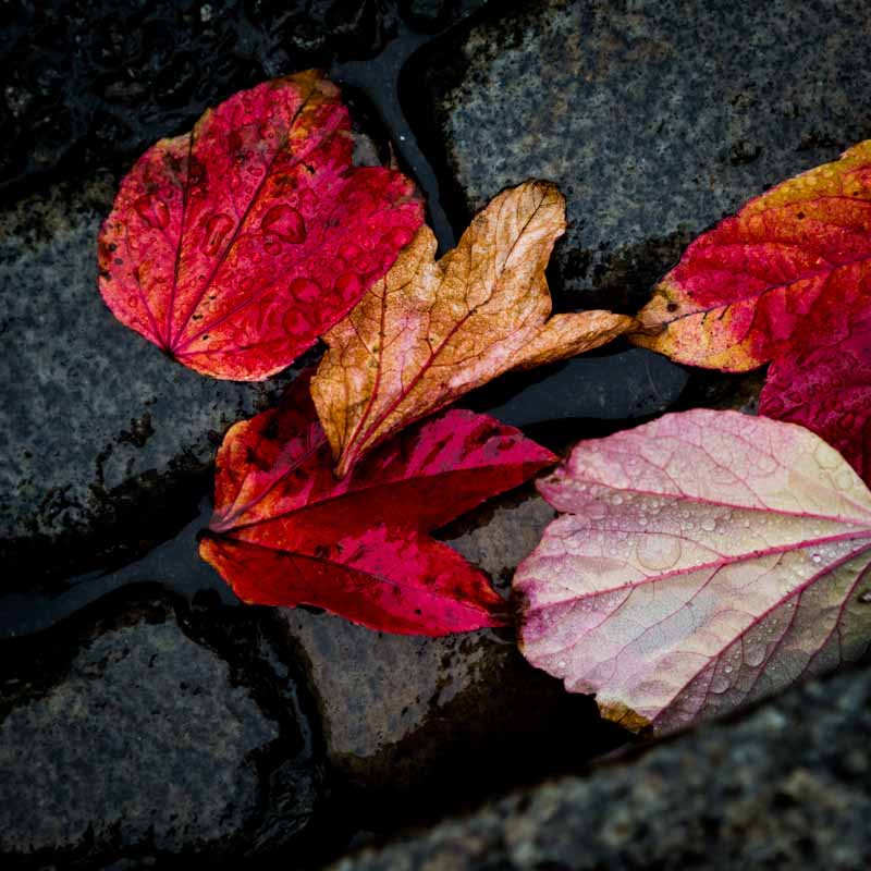 H&oslash;stblader #1 | Veggbilder | Fotokunst til salgs | Kunstfoto | Kunst | Foto | Bilde