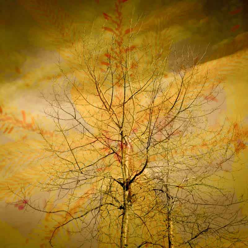 Furubj&oslash;rk | Veggbilder | Fotokunst til salgs | Kunstfoto | Kunst | Foto | Bilde