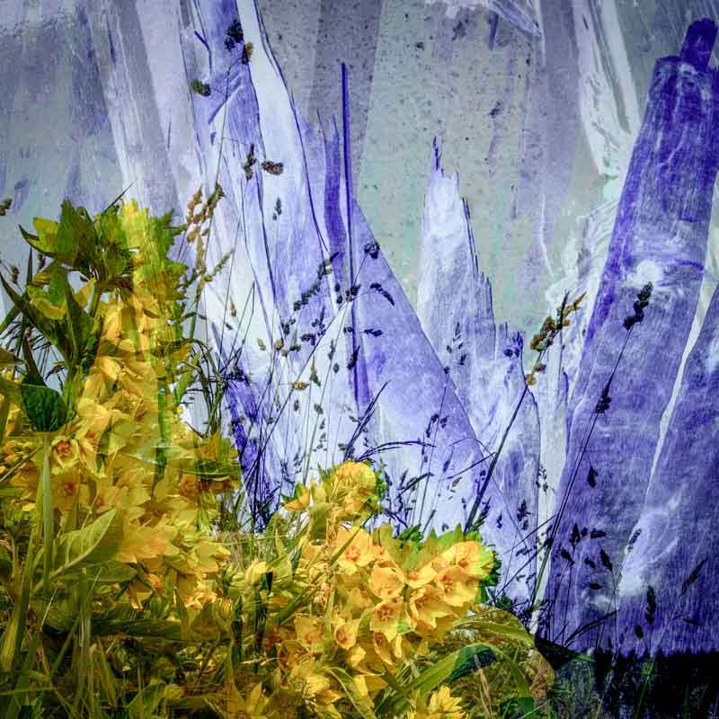 Gule blomster, bl&aring; himmel | Veggbilder | Fotokunst til salgs | Kunstfoto | Kunst | Foto | Bilde